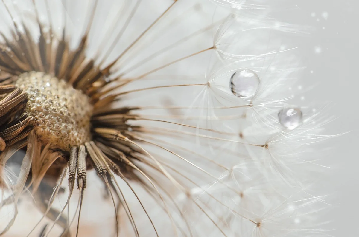 Comment trouver la meilleure seed pour votre monde